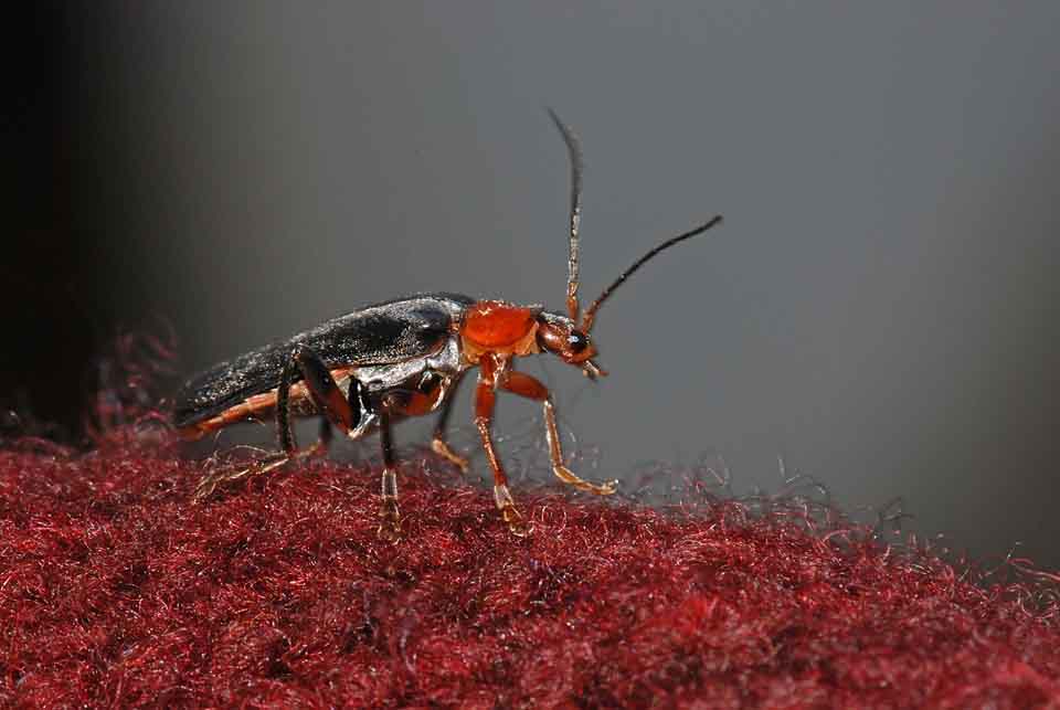 Cantharis specie? livida